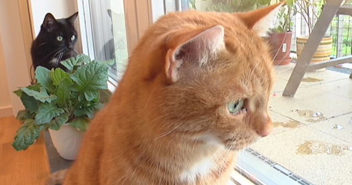 Katzensteuer Deutschland 2026 Die K-frage: Braucht Deutschland Eine Katzensteuer?