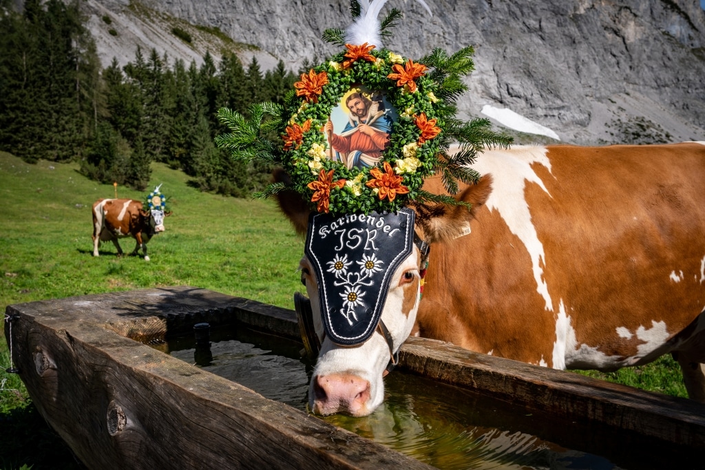 Almabtrieb 2026 almabtrieb Krün