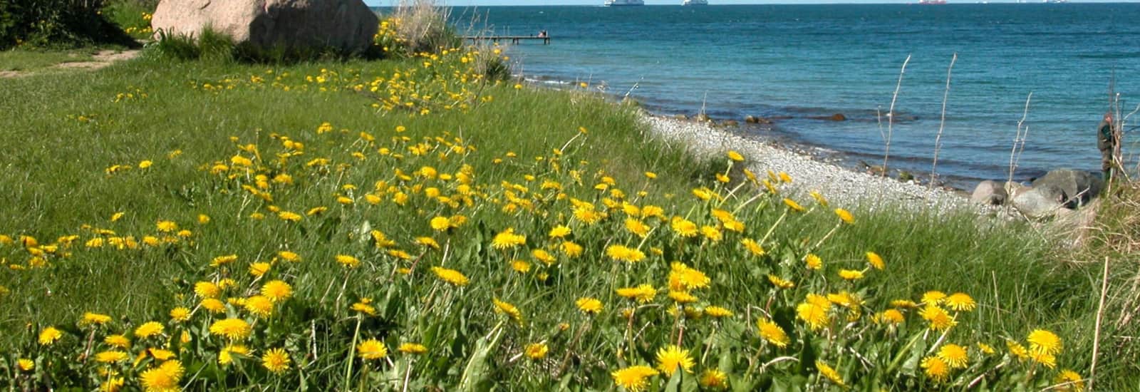 Bullitreffen Fehmarn 2026 Fehmarn Mit Hund: Bullitreffen Auf Fehmarn Am 20.06.2014