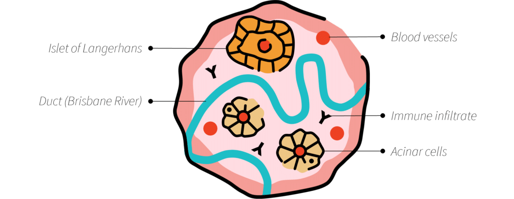 Ids Köln 2026 10th Ids Indonesia Anniversary