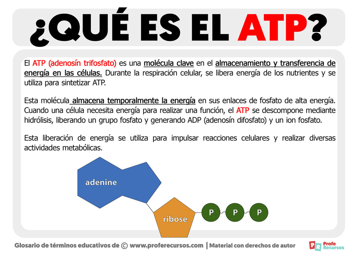  Qué es el ATP 
