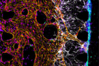Bbb Blood-brain Barrier Barrier Brain Blood Bbb Representation Schematic