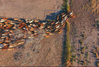 Osheaga Aerial View Top Down Aerial View Of Oasis In Desert 5645139 Stock Video At Vecteezy