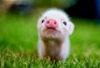 Oa Sport Tennis Live – Are all baby animals cute at hudson kathy blog Oa Sport Tennis Live – Are all baby animals cute at hudson kathy blog