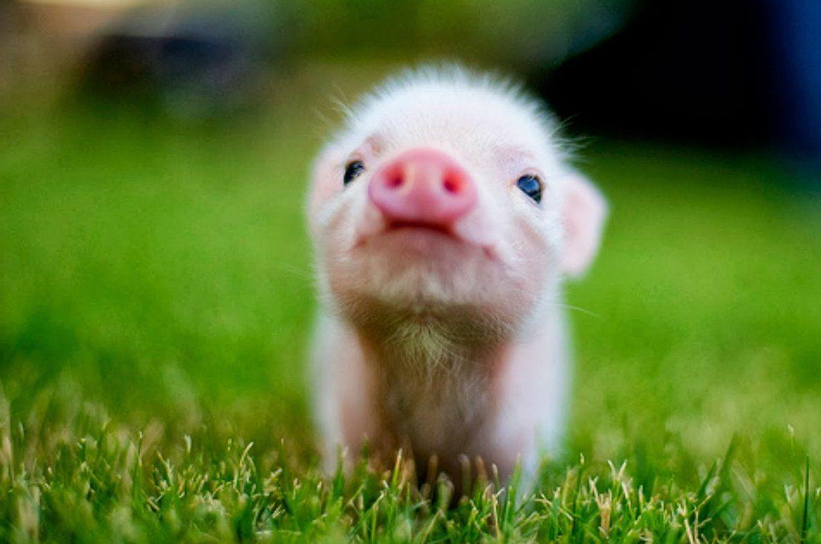 Oa Sport Tennis Live – Are all baby animals cute at hudson kathy blog