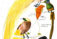 Assistir Jogo Mundial De Clubes Ao Vivo – カタカケフウチョウ (lophorina superba) Assistir Jogo Mundial De Clubes Ao Vivo – カタカケフウチョウ (lophorina superba)