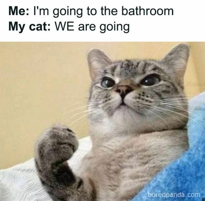  50 Funny And Relatable Cat Memes That Might Make You Want To Rescue A Motiv 