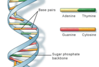 Women's Tennis Final Today – Dna double helix wallpaper Women's Tennis Final Today – Dna double helix wallpaper