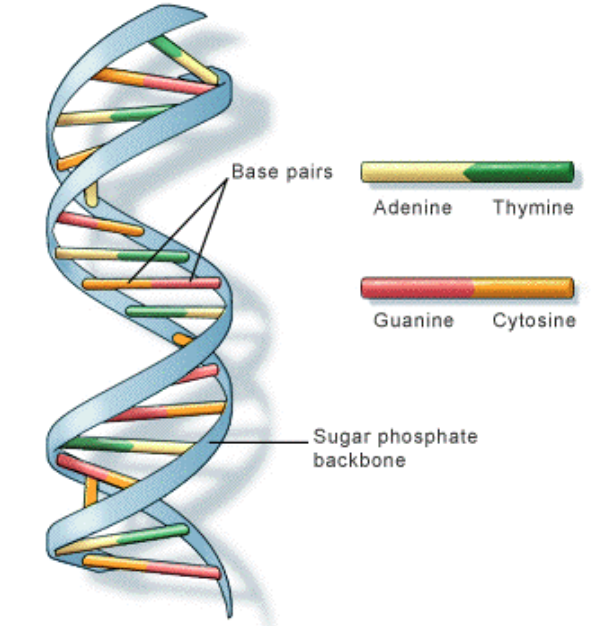 Women's Tennis Final Today – Dna double helix wallpaper