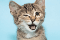 Clubes Do Mundial 2023 – 50 funny and relatable cat pics and memes to brighten up your day – artofit