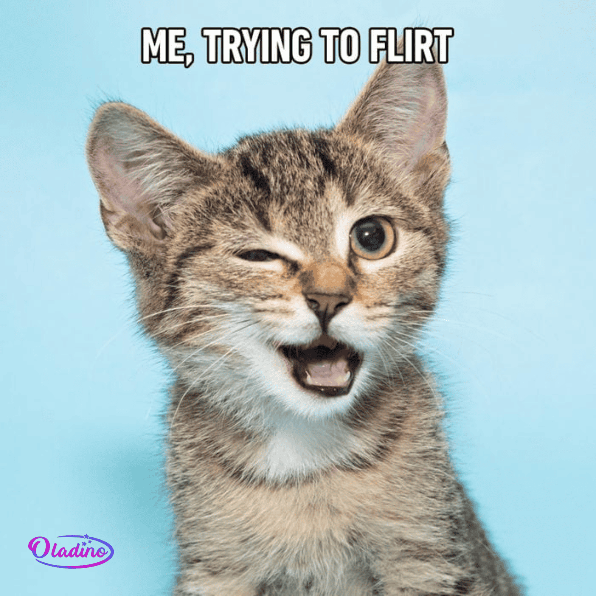Clubes Do Mundial 2023 – 50 funny and relatable cat pics and memes to brighten up your day – artofit