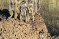 Dr Congo Vs Togo – Meerkats habitat Dr Congo Vs Togo – Meerkats habitat