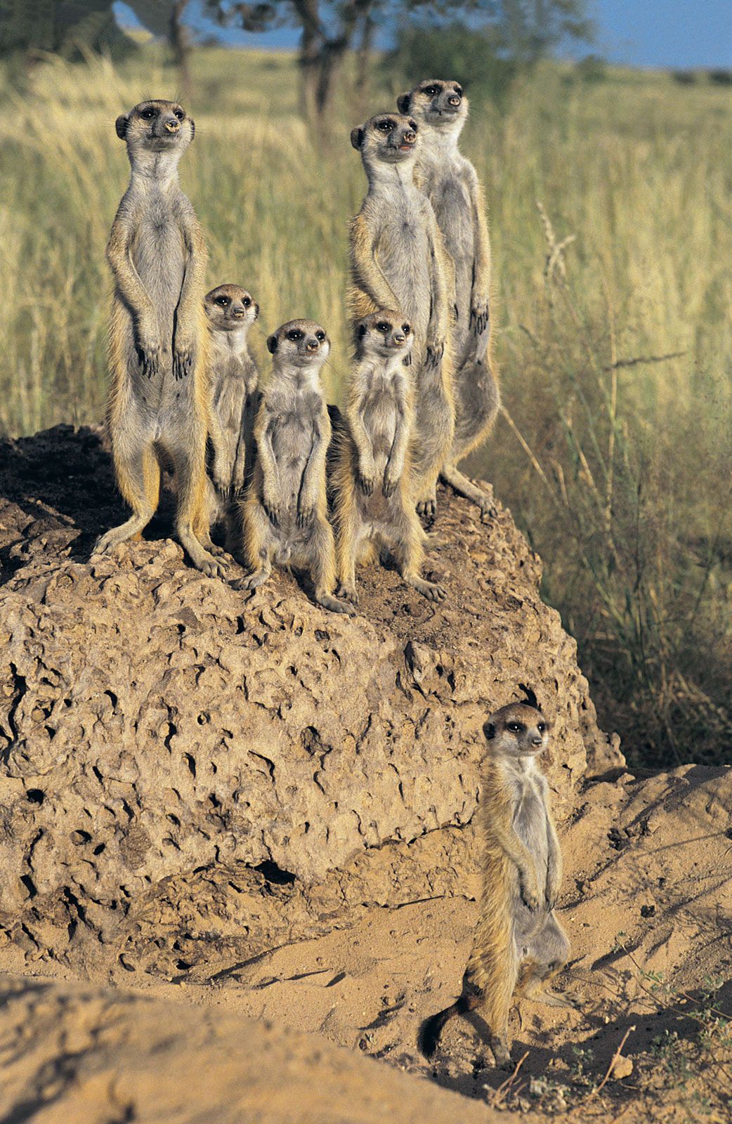 Dr Congo Vs Togo – Meerkats habitat