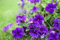 How Many Times Has Norway Won The World Cup – Purple things: 60 things that are purple in nature How Many Times Has Norway Won The World Cup – Purple things: 60 things that are purple in nature