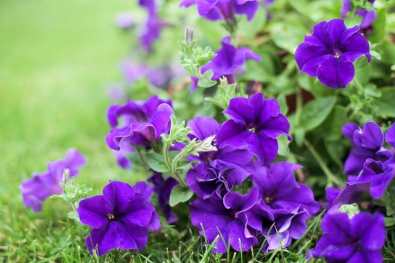 How Many Times Has Norway Won The World Cup – Purple things: 60 things that are purple in nature