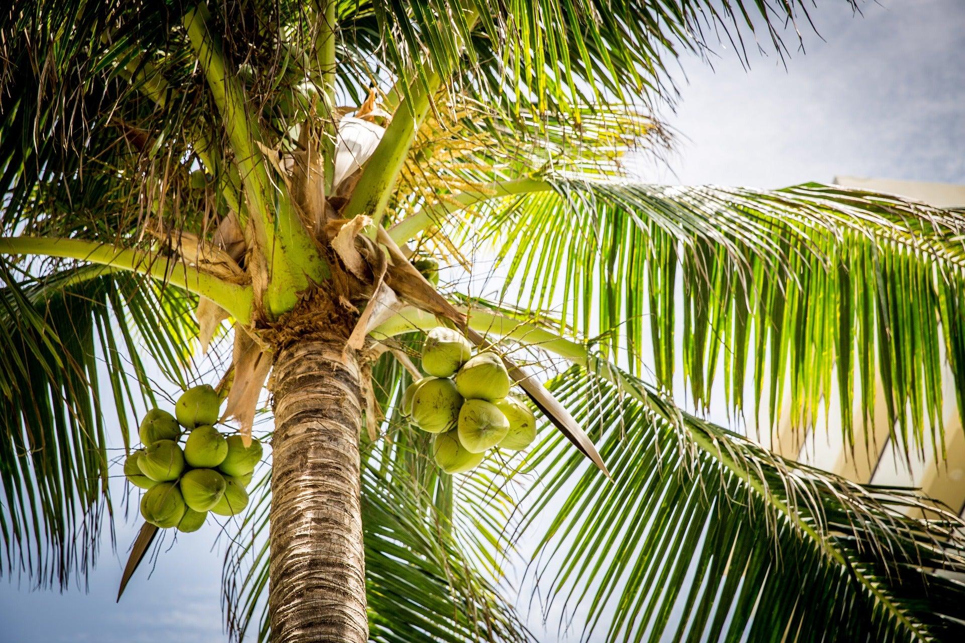 Futebol Campeonato De Portugal Resultados – Coconut tree, dwarf variety in plantation stock photo