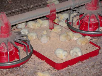 Nome De Jogador Famoso – Fcr in poultry