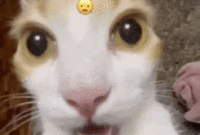 Joe Hart Hair Transplant – cat face meme pfp by camebel Joe Hart Hair Transplant – cat face meme pfp by camebel