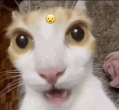 Joe Hart Hair Transplant – cat face meme pfp by camebel