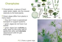 Deadly 60 Baby Elephant – Charophytes archives Deadly 60 Baby Elephant – Charophytes archives