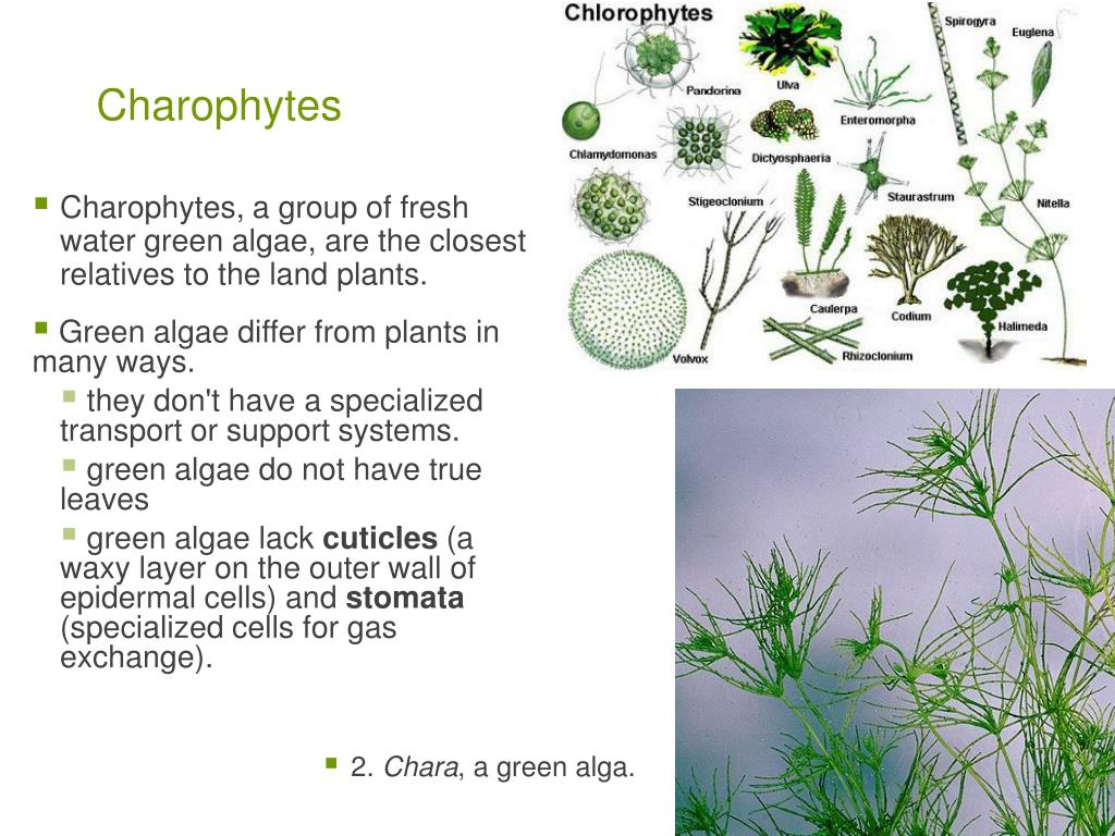 Deadly 60 Baby Elephant – Charophytes archives