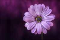 Jogador De Futebol Mais Rico Do Mundo – Free stock photo of flora, floral, flower wallpaper Jogador De Futebol Mais Rico Do Mundo – Free stock photo of flora, floral, flower wallpaper
