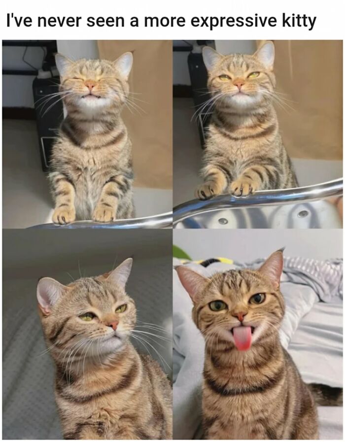  50 Funny And Relatable Cat Pics And Memes To Brighten Up Your Day Motiv 