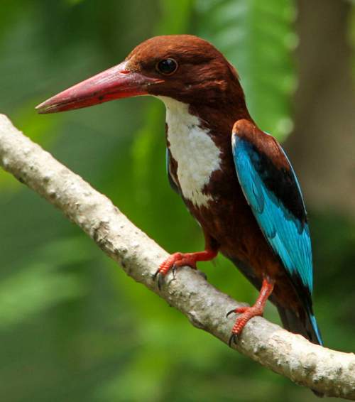 Iplayer Bbc Zog – birds of india