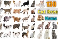 Final Da Liga Nacional De Futsal – cat breeds, cats, kinds of cats Final Da Liga Nacional De Futsal – cat breeds, cats, kinds of cats