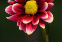 Queens Tennis Wta 2025 – Free images : nature, blossom, white, flower, petal, bloom, summer … Queens Tennis Wta 2025 – Free images : nature, blossom, white, flower, petal, bloom, summer …