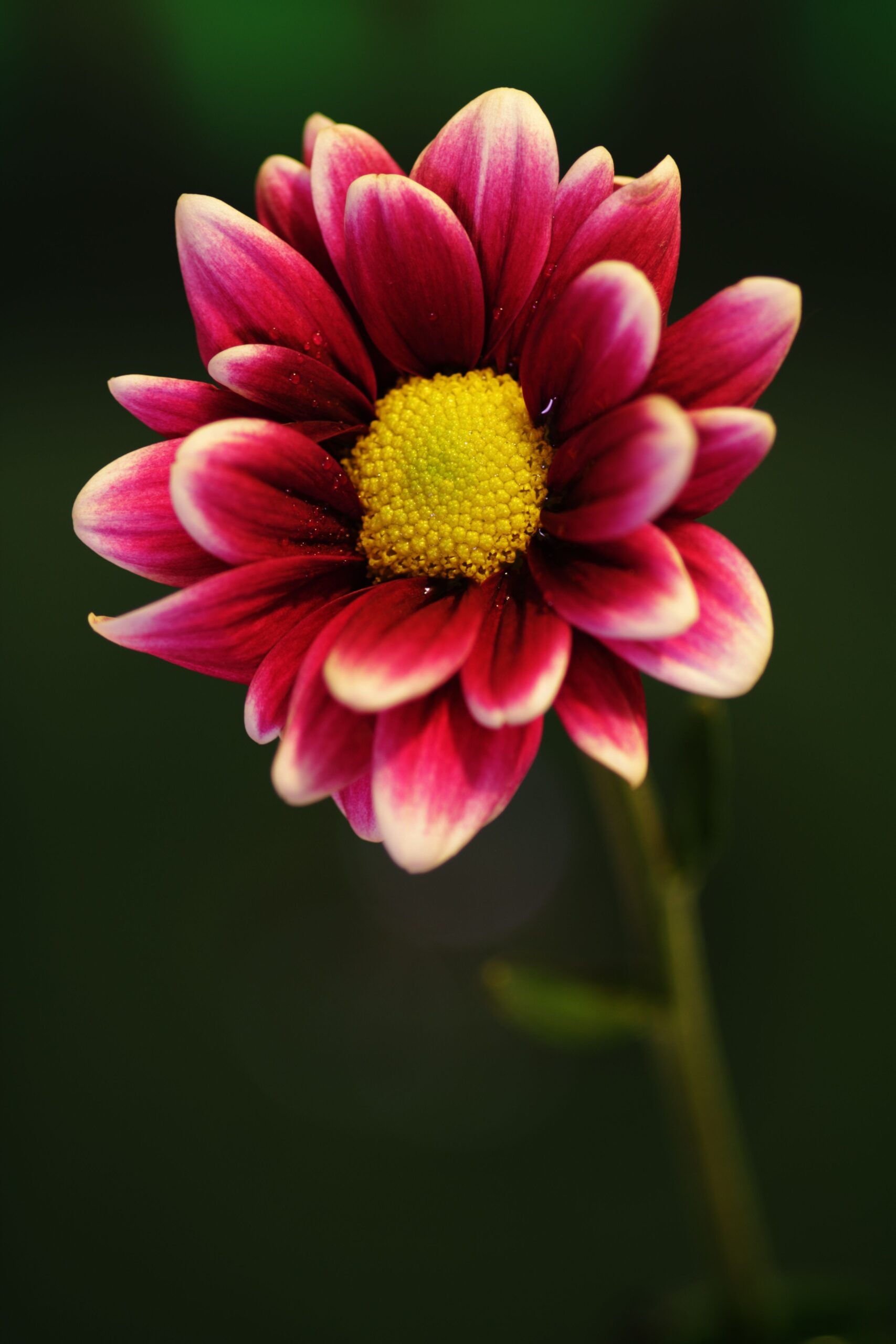 Queens Tennis Wta 2025 – Free images : nature, blossom, white, flower, petal, bloom, summer …