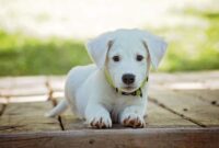 What Happened On 1996 Brazil Soccer Team – Beautiful puppies dogs What Happened On 1996 Brazil Soccer Team – Beautiful puppies dogs