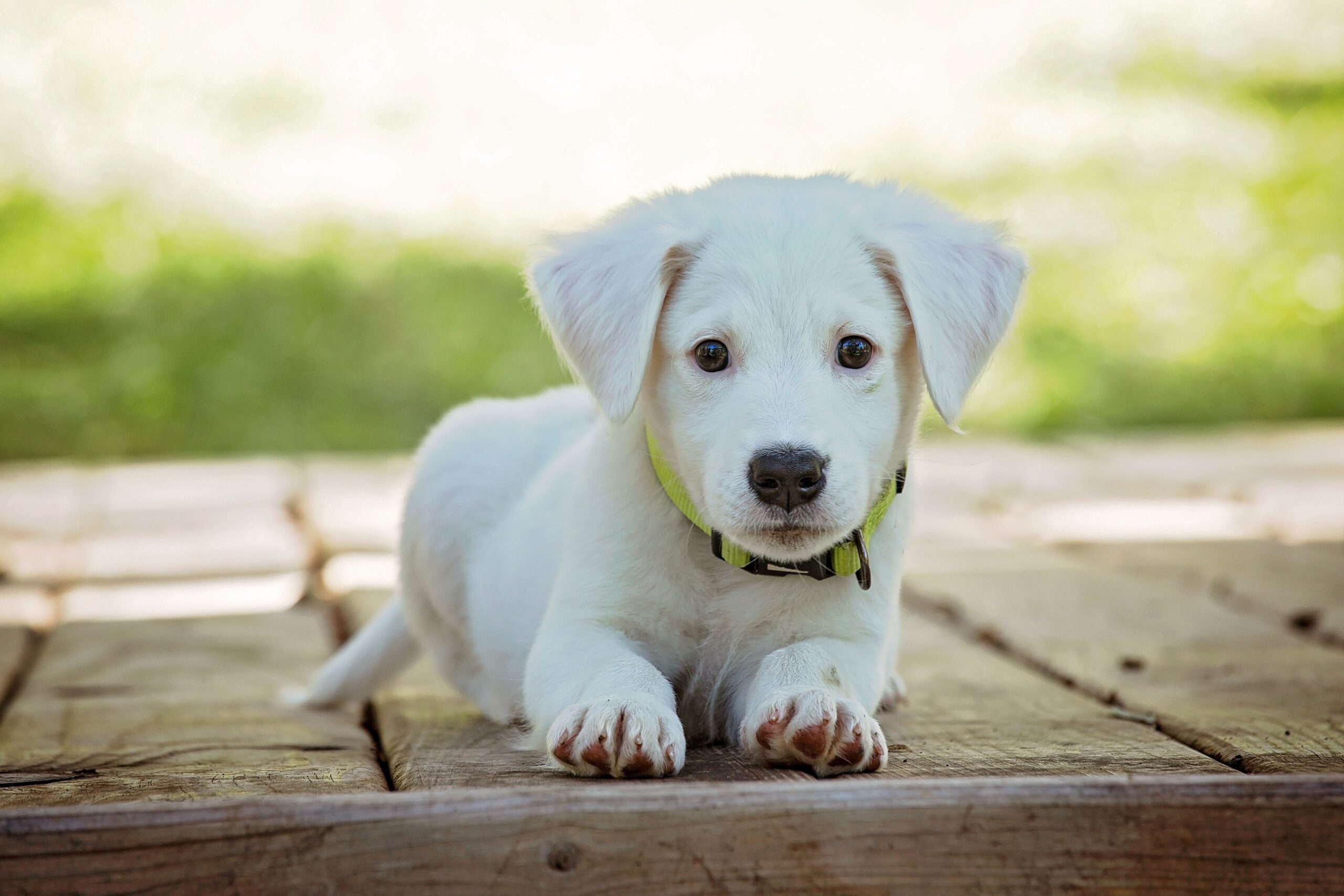 What Happened On 1996 Brazil Soccer Team – Beautiful puppies dogs