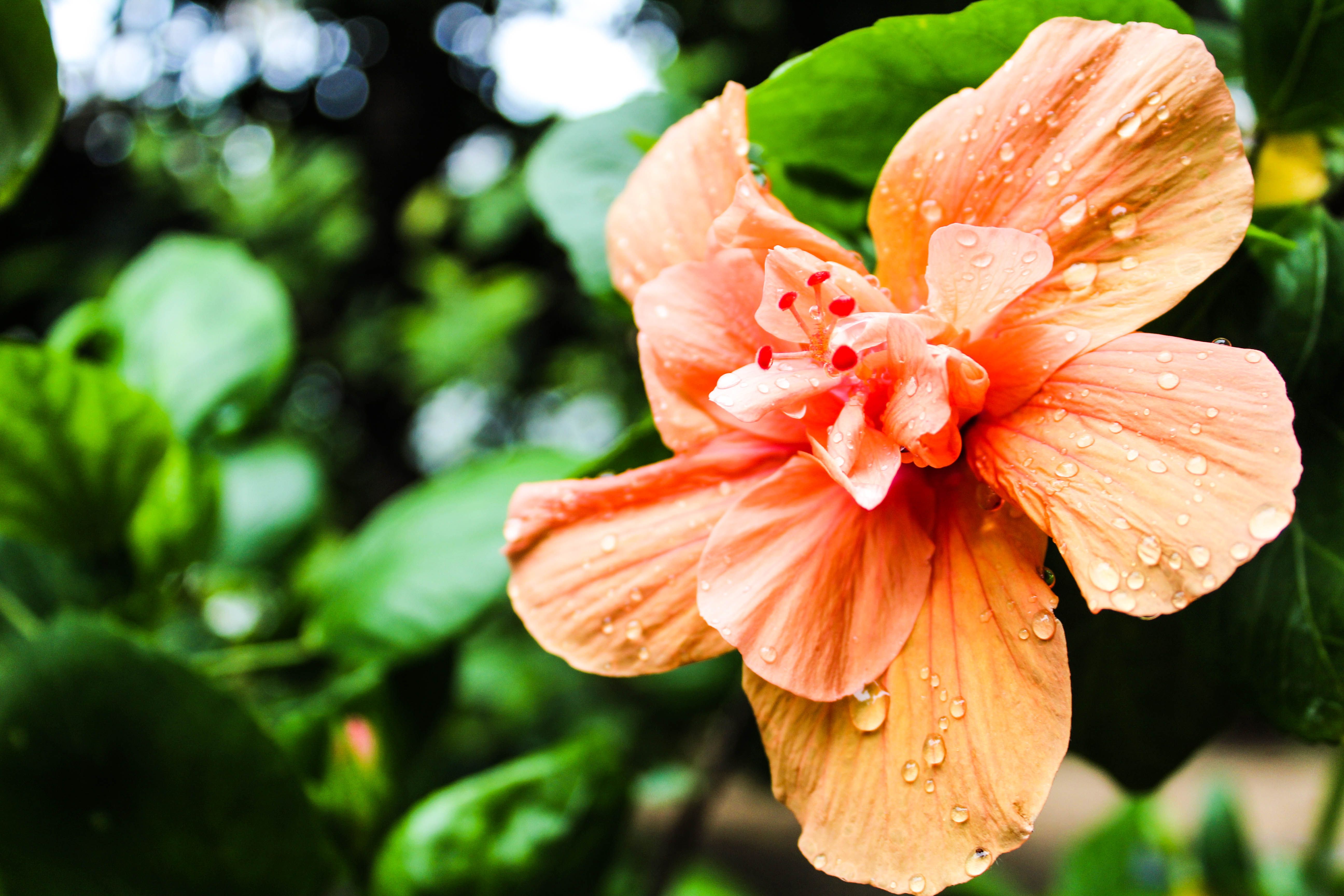 Free stock photo of beautiful flowers, flower wallpaper, HD wallpaper 