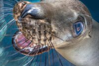 Life And Death Tattoo – 7 tips for great sea lion photos Life And Death Tattoo – 7 tips for great sea lion photos