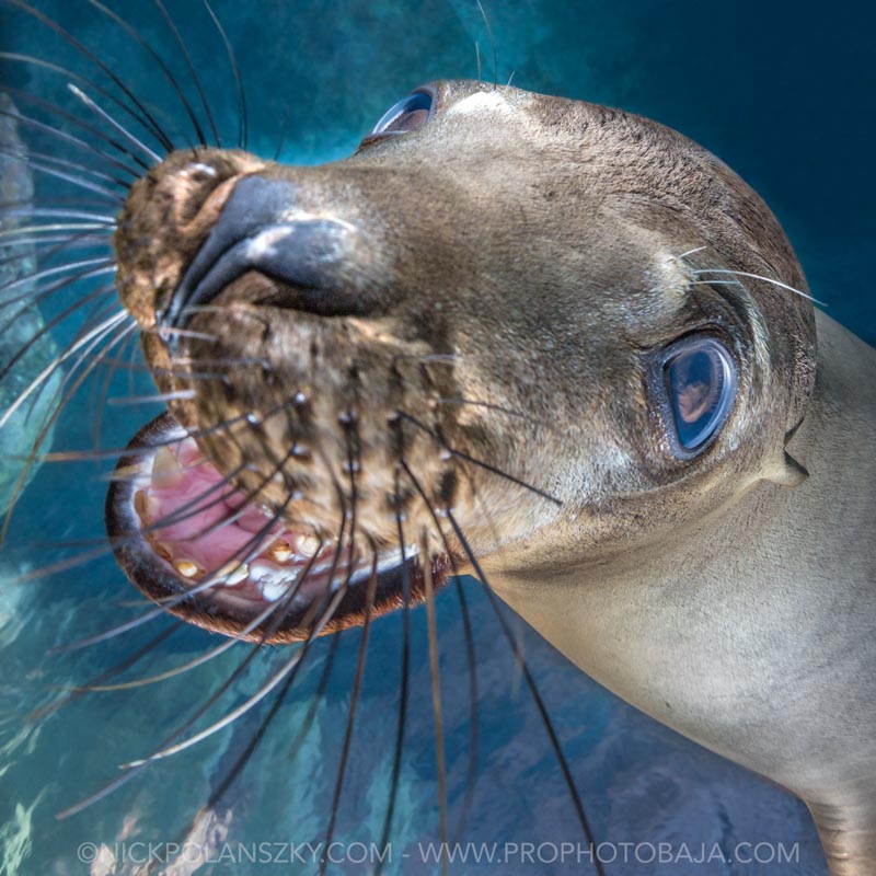 Life And Death Tattoo – 7 tips for great sea lion photos