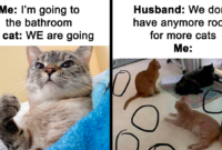 Handebol Copa Do Mundo – 50 funny and relatable cat memes that might make you want to rescue a Handebol Copa Do Mundo – 50 funny and relatable cat memes that might make you want to rescue a