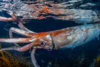 Tamil Nadu Premier League 2025 Today Match – giant squid: the real-life ocean kraken