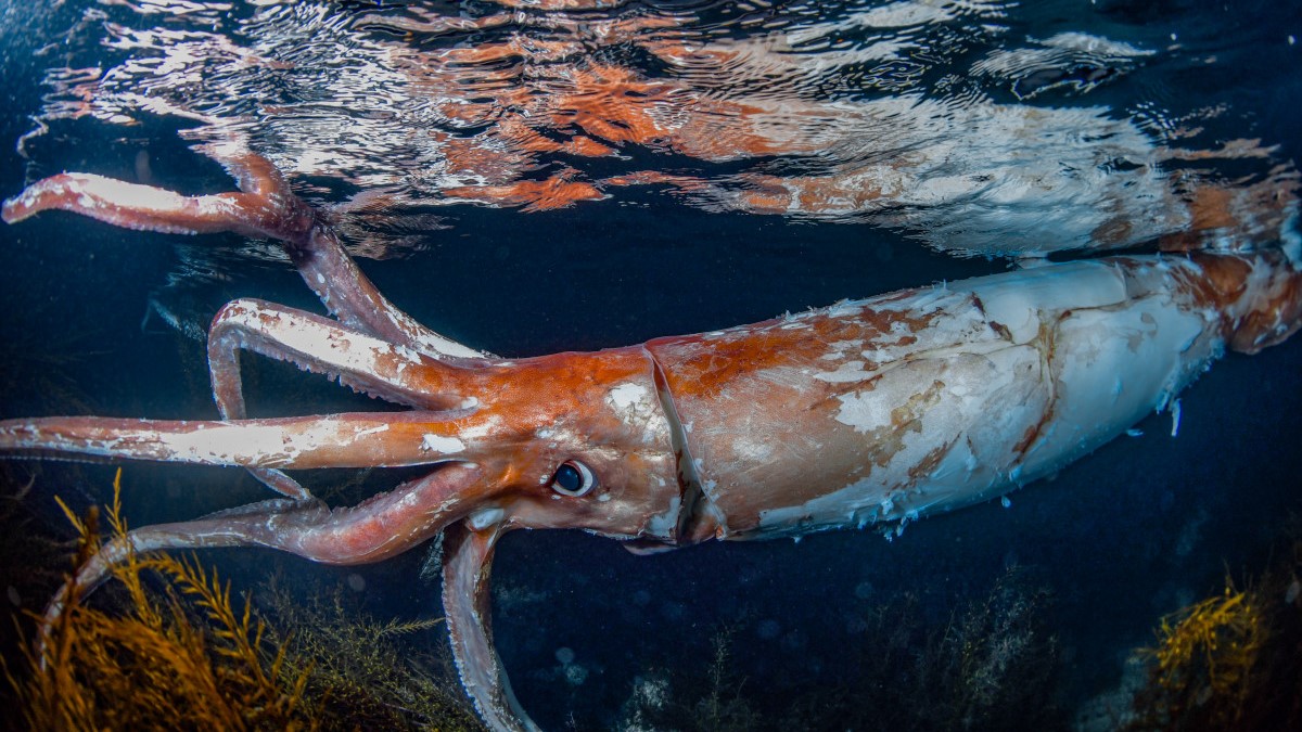 Tamil Nadu Premier League 2025 Today Match – giant squid: the real-life ocean kraken