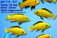 Betway Premier League Log Today – Australian electric yellow cichlid: vibrant and peaceful
