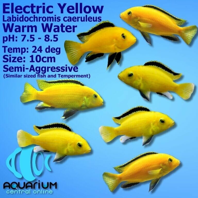 Betway Premier League Log Today – Australian electric yellow cichlid: vibrant and peaceful