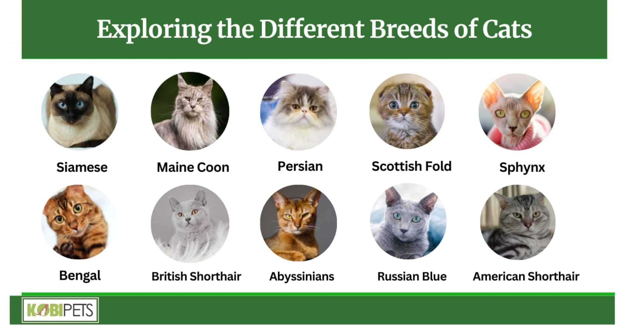  Western Cat Breed – List Of Cat Breeds – QGWR Illustration 
