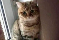 Betway App Download Pc – 50 funny and relatable cat pics and memes to brighten up your day – artofit Betway App Download Pc – 50 funny and relatable cat pics and memes to brighten up your day – artofit