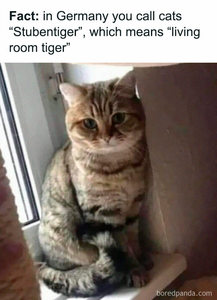  50 Relatable Cat Memes You’ll Probably Wish You Could Tag Your Cat In Bildidee 