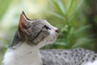 Jogo Da Espanha Hoje Ao Vivo – Domestic cat (felis catus) Jogo Da Espanha Hoje Ao Vivo – Domestic cat (felis catus)