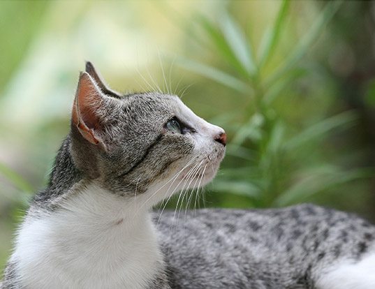 Jogo Da Espanha Hoje Ao Vivo – Domestic cat (felis catus)