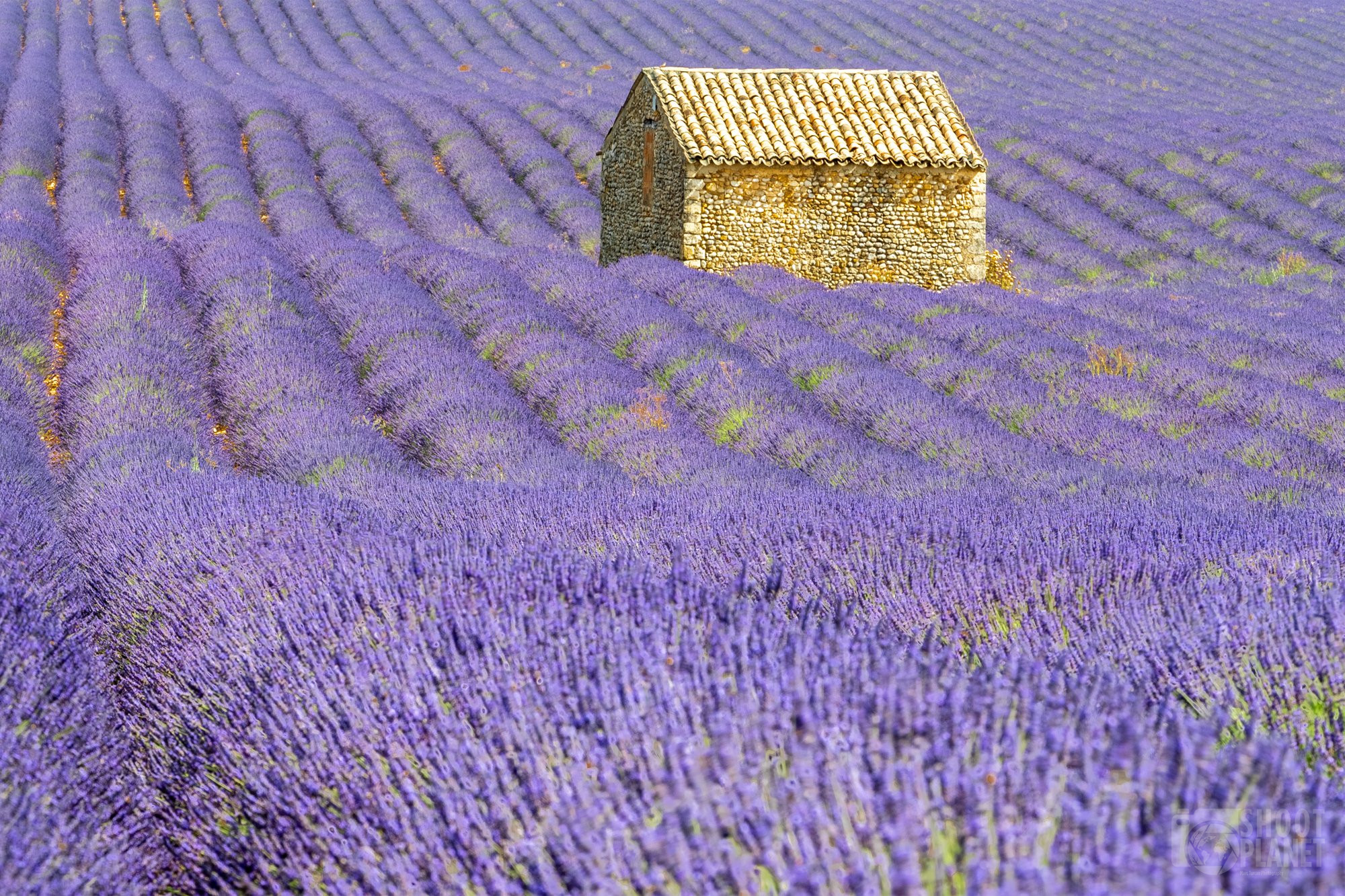  Lavender Fields In France How And When To See The Lavender Fields Of Bildidee 