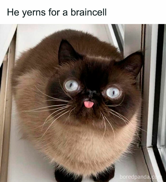  50 Funny And Relatable Cat Pics And Memes To Brighten Up Your Day Bildidee 