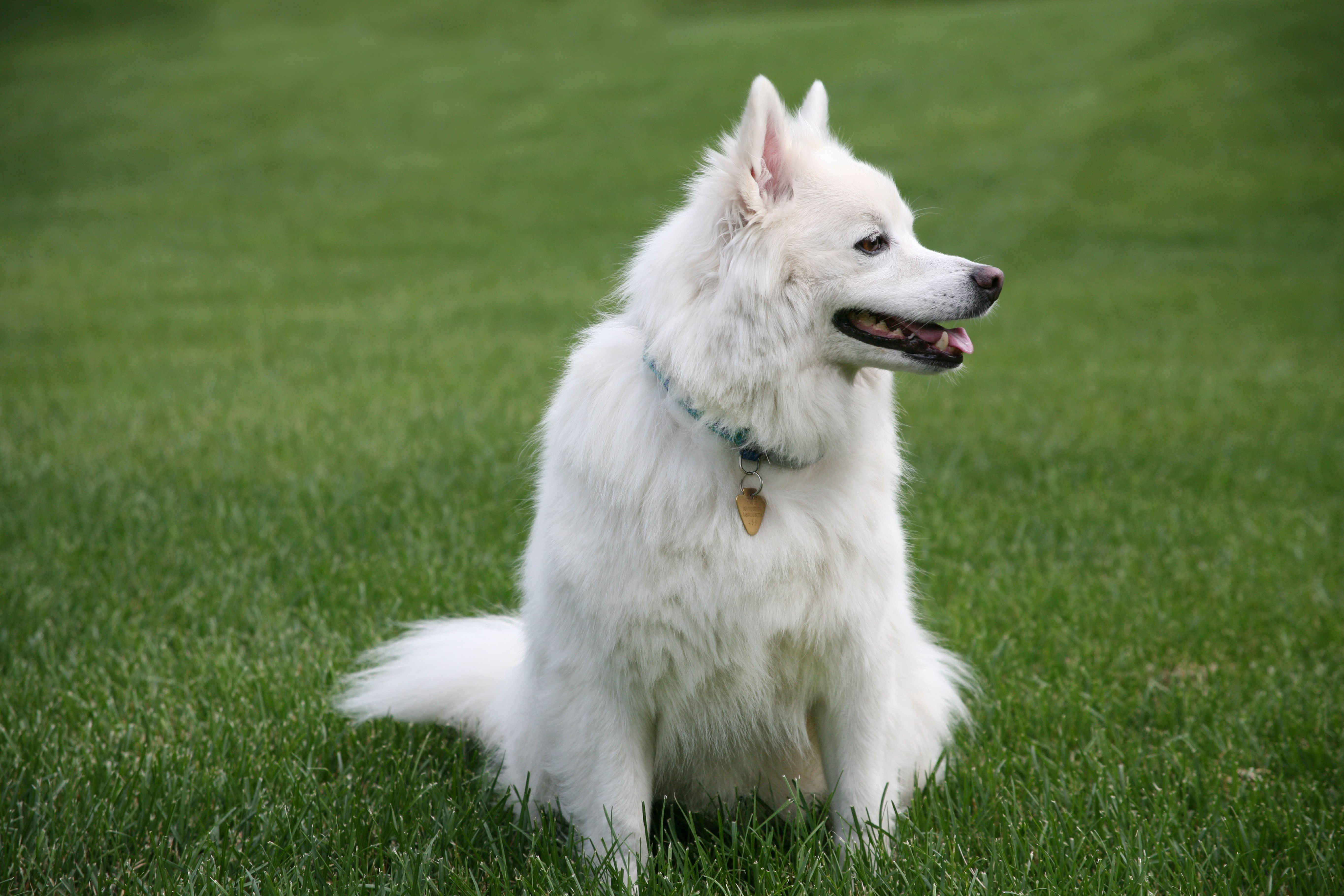  Foto zu Dog Image Hd Photos, Download The BEST Free Dog Image Hd Stock Photos 