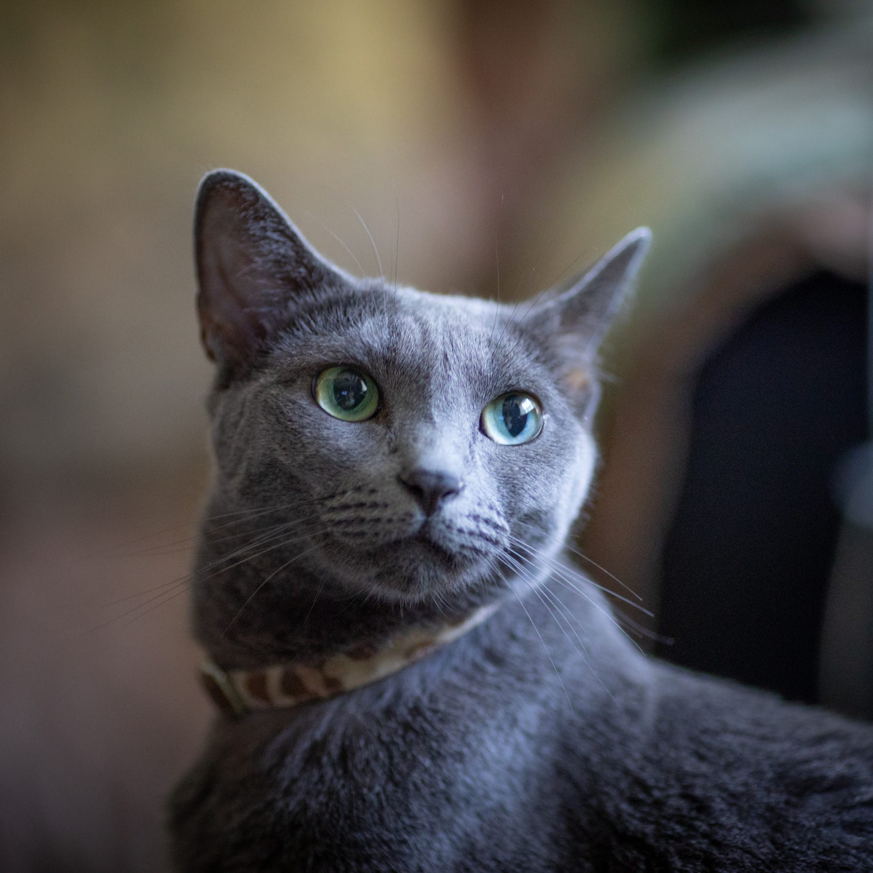  Small Cat Breeds 